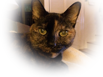 Photo of my cat - Gin